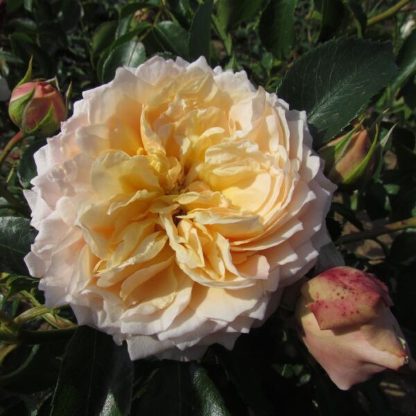 Ginger Syllabub