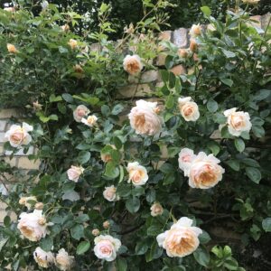 Ginger Syllabub