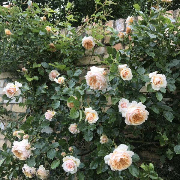 Ginger Syllabub