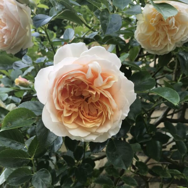 Ginger Syllabub