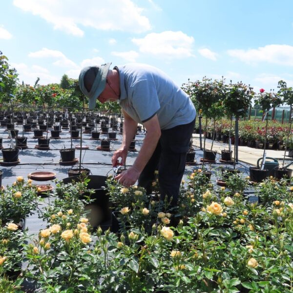 Standard roses in nursery | Style Roses
