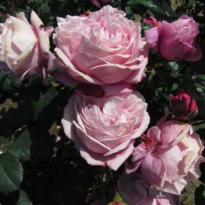 Nicola - Image 6