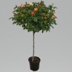 Macmillan Nurse Standard Rose