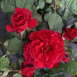 Richard - Image 2
