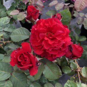 Richard - Image 4