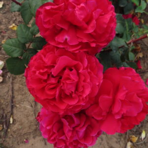 Richard - Image 5