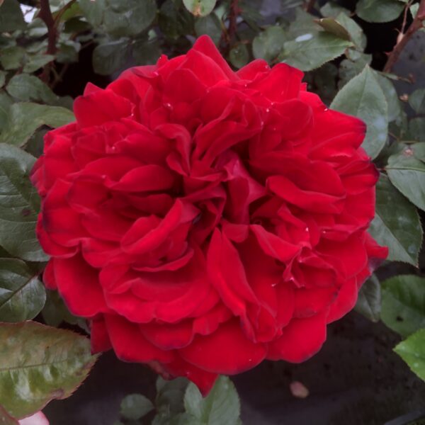 Ruby Wedding Anniversary