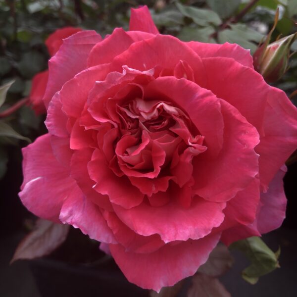 Ruby Wedding Anniversary