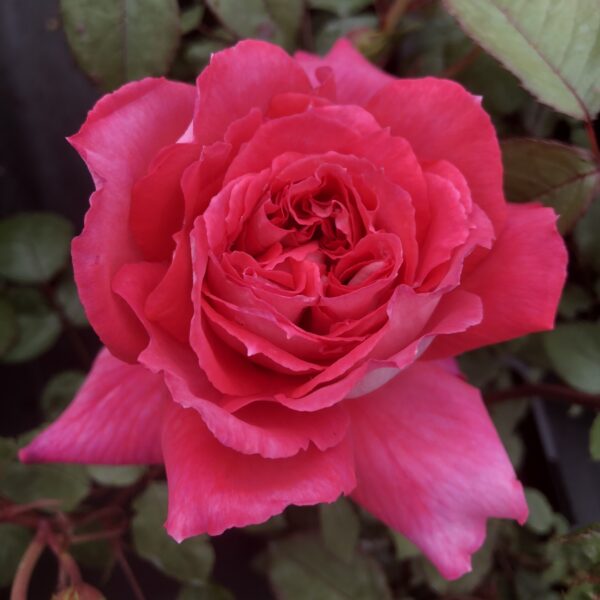 Ruby Wedding Anniversary