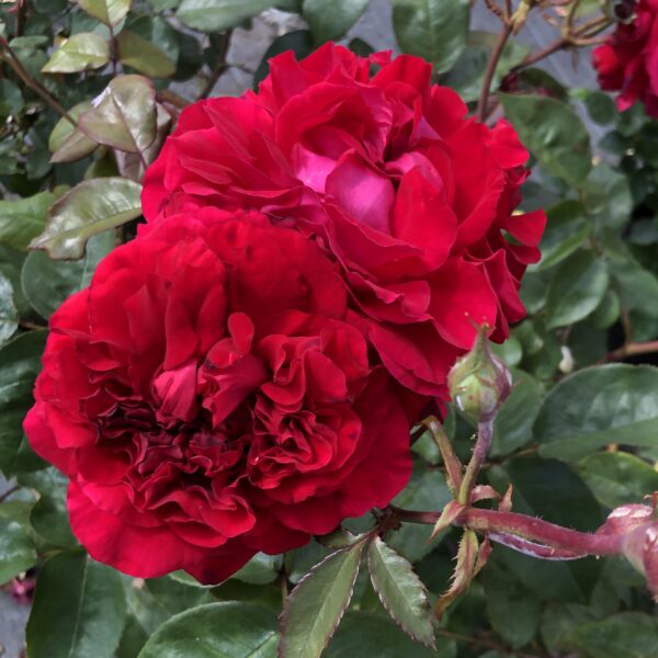 Ruby Wedding Anniversary