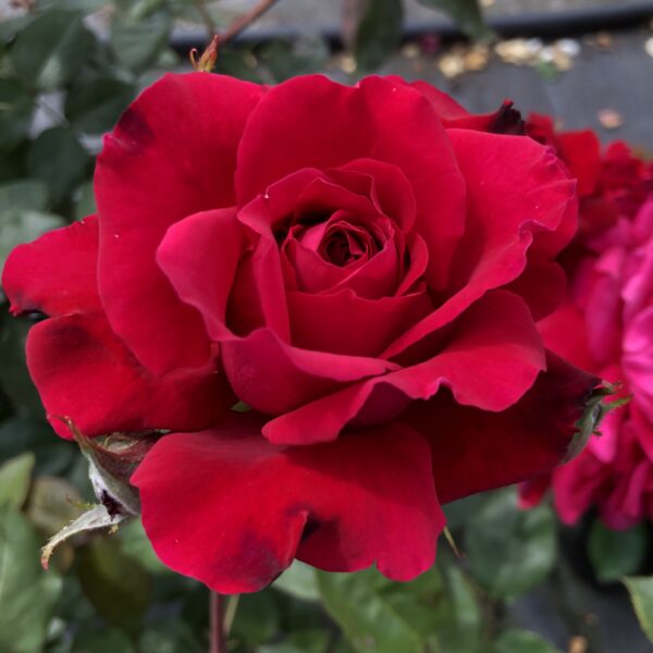 Ruby Wedding Anniversary