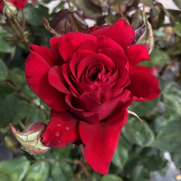 Ruby Wedding Anniversary