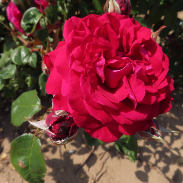 Ruby Wedding Anniversary