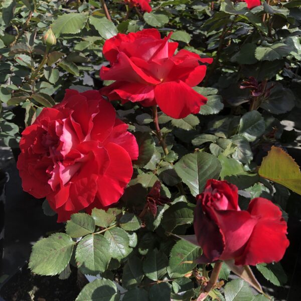 Sheila's Rose