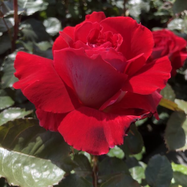 Sheila's Rose
