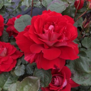 Sheila's Rose