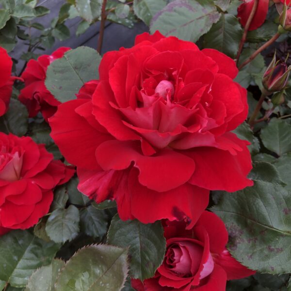 Sheila's Rose