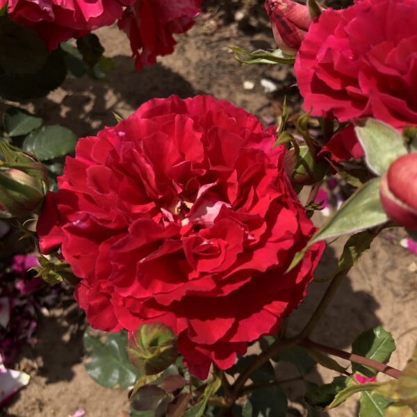 Sheila's Rose