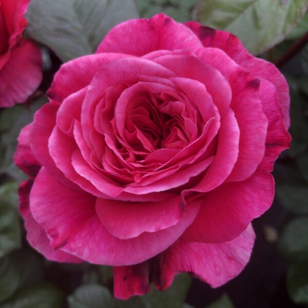 Sweet Pauline
