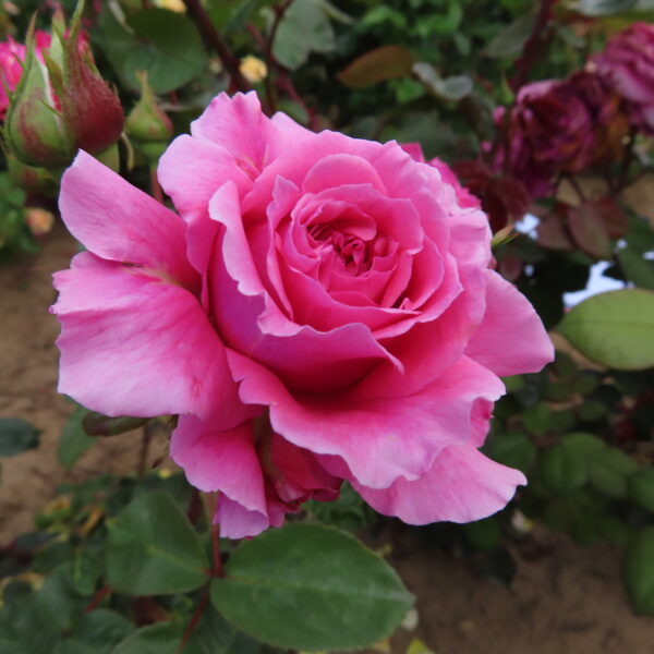 Sweet Pauline