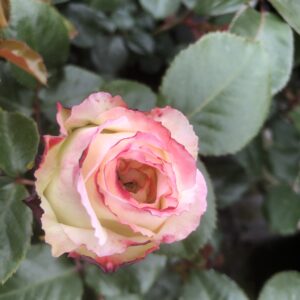 Sweet Sue - Image 5