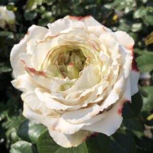 Sweet Sue - Image 2