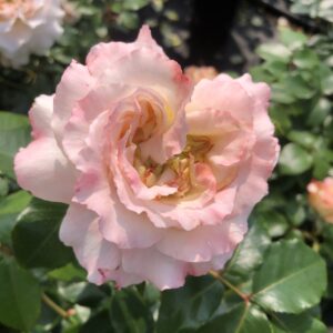 Sweet Sue - Image 4