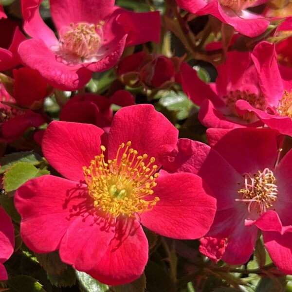 Hertfordshire Weeping Standard Rose