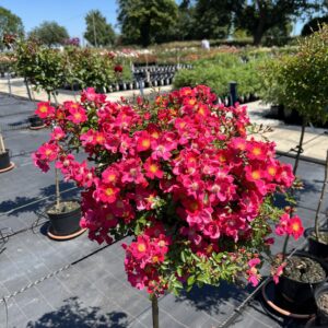 Hertfordshire Weeping Standard Rose