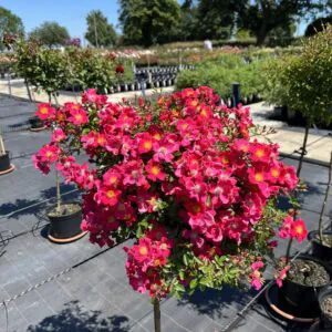 Hertfordshire Weeping Standard Rose