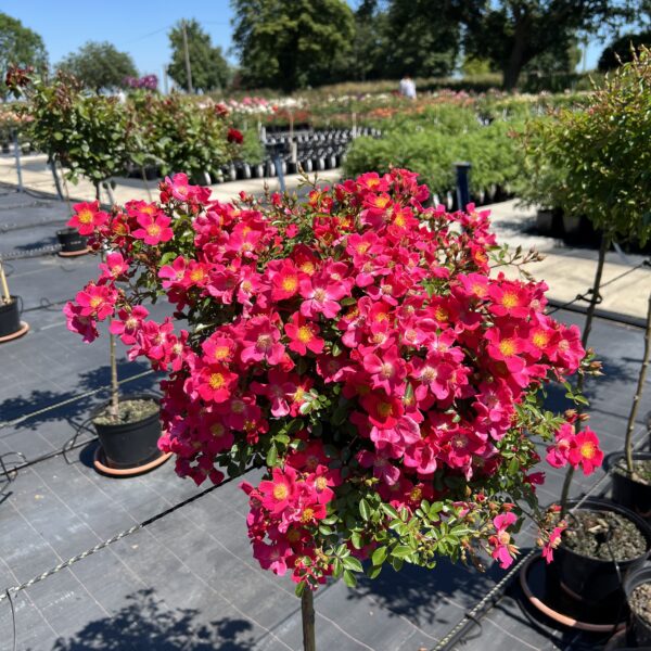 Hertfordshire Weeping Standard Rose
