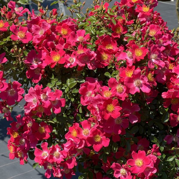 Hertfordshire Weeping Standard Rose