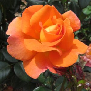 Angela's Charm - Image 4