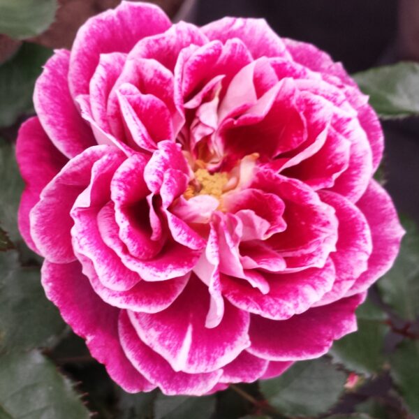 Named Rose Plants | Style Roses