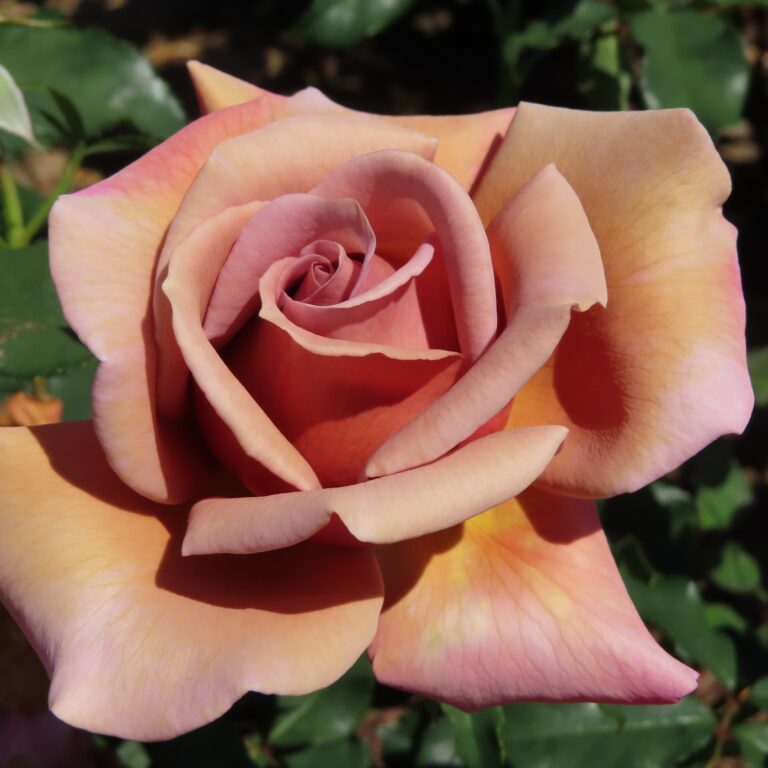 Brown roses | Brown rose plant | Style Roses