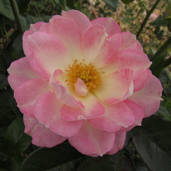 Congratulations Rose | Celebration Rose Plants | Style Roses