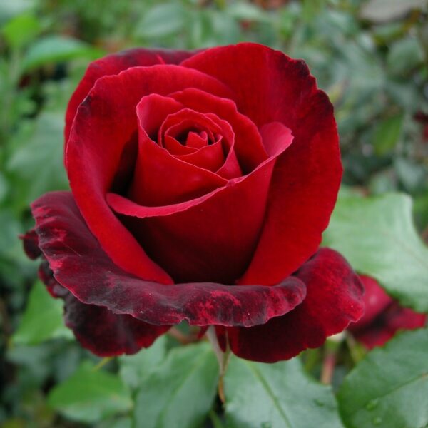 Memorial Rose Plants | Tribute Roses | Style Roses