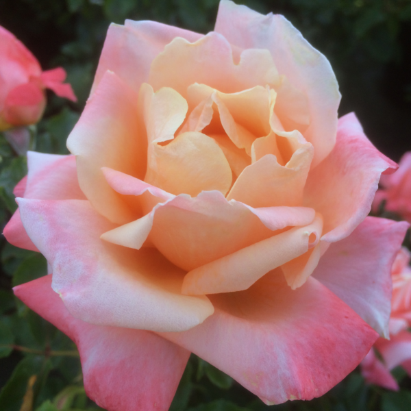 Love and Friendship Rose Plants | Style Roses