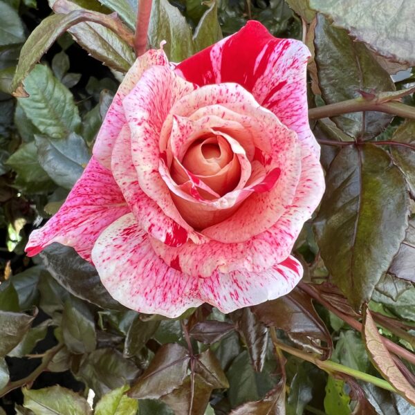 Dave's Rose