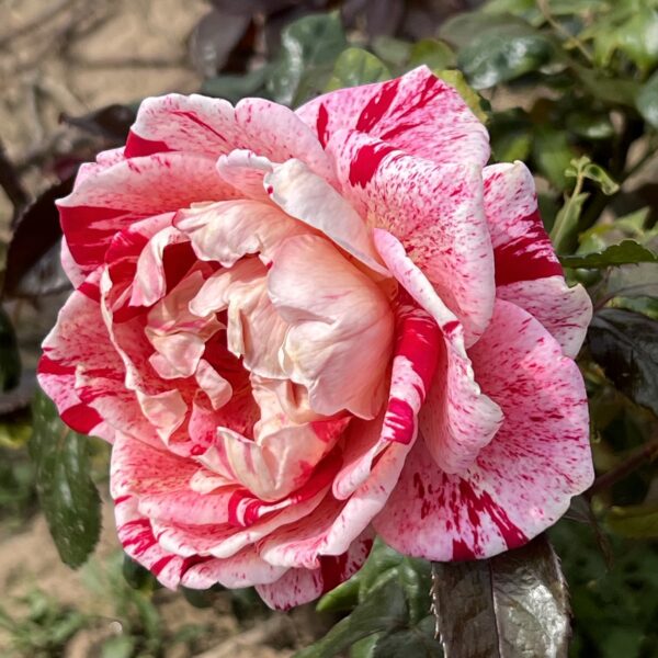Dave's Rose