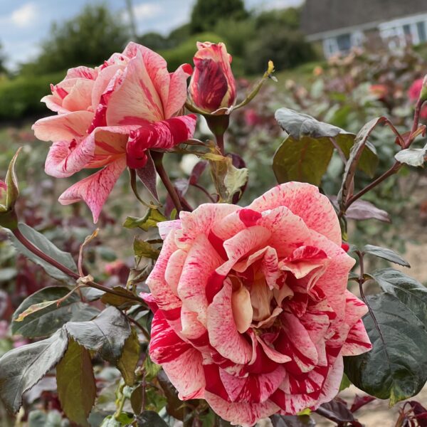 Dave's Rose