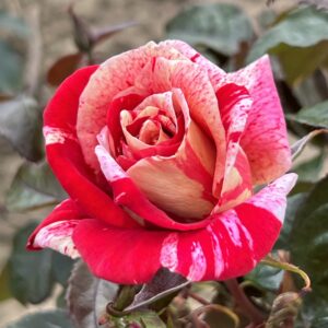 Dave's Rose
