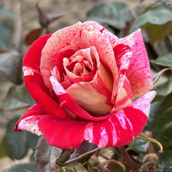 Dave's Rose