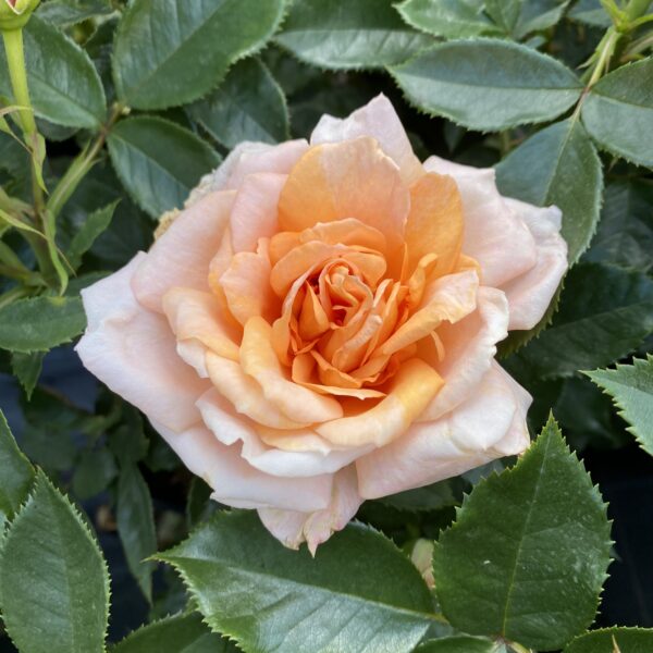 Pete's Rose