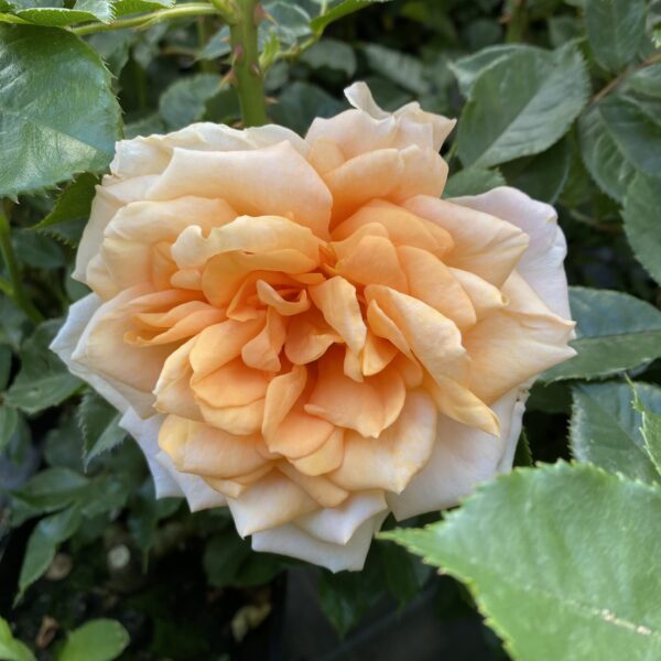 Pete's Rose