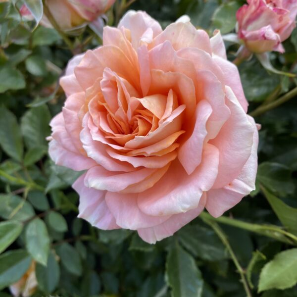 Pete's Rose