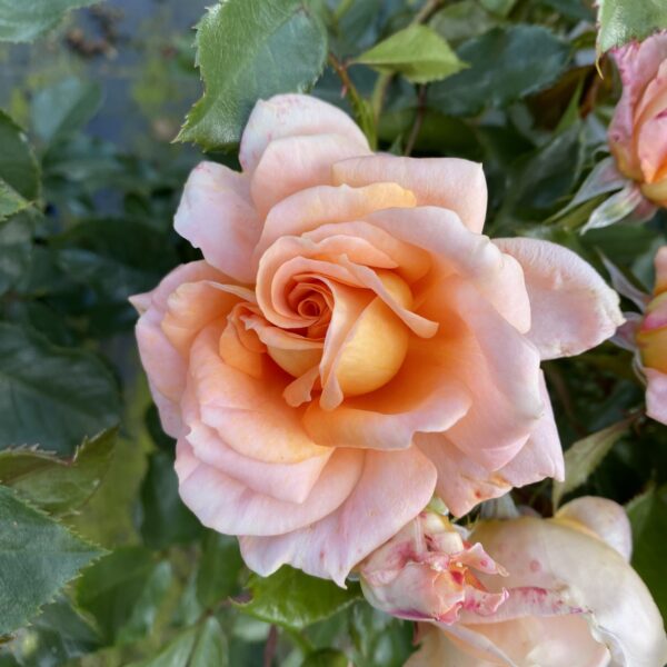 Pete's Rose