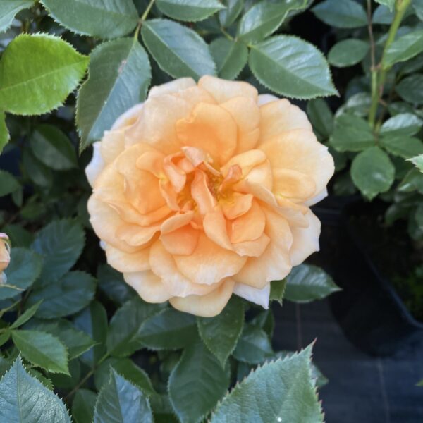 Pete's Rose