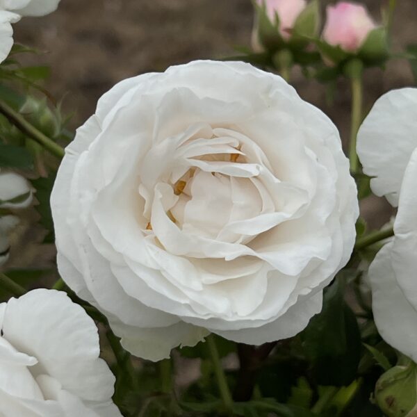Alison's Rose