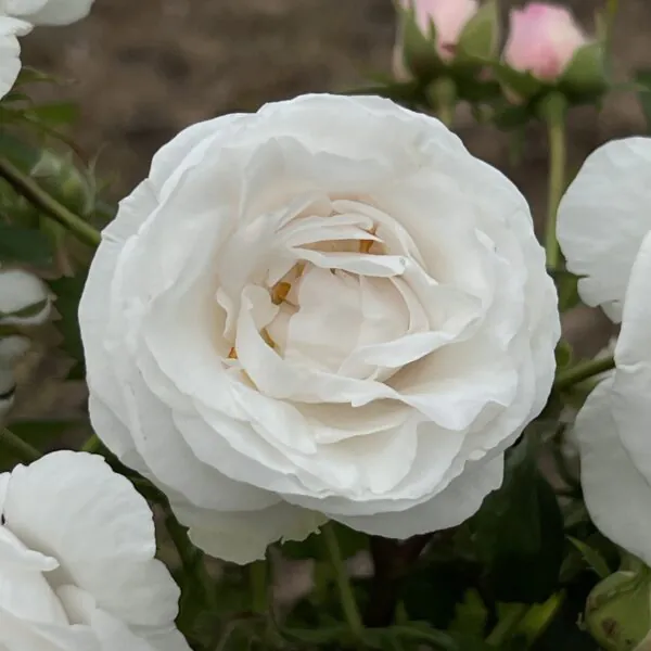Alison's Rose